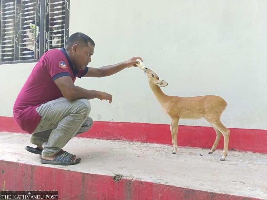  Four-horned antelope’s calf growing under human care