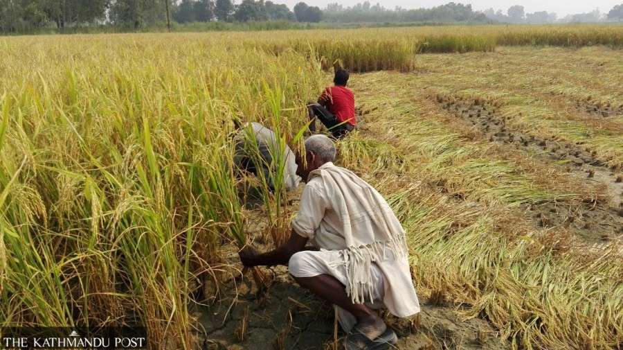  Lumpy skin and El Niño threaten farm output